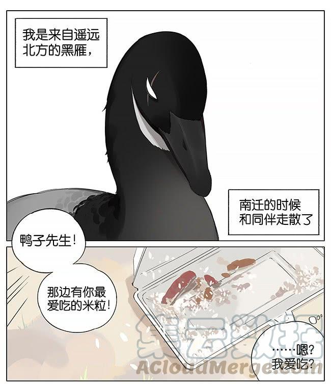 南方的鸟和北方的鸟作者漫画,米粒。1图